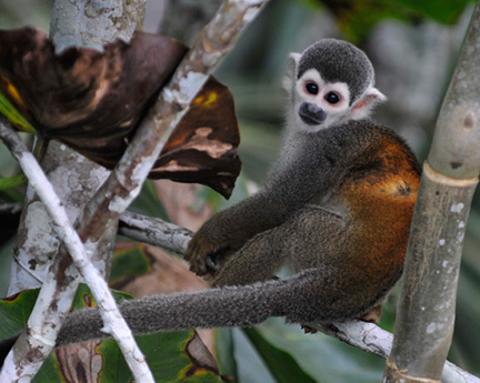 _DSC2919-squirrel-monkey-sitting-on-branch