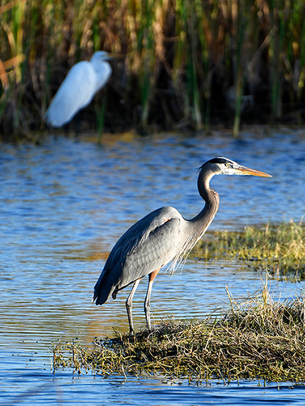 _DSC7763-blue-heron-everglades-1216360