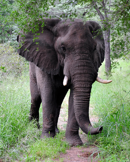 _DSC8994-elephant-810300