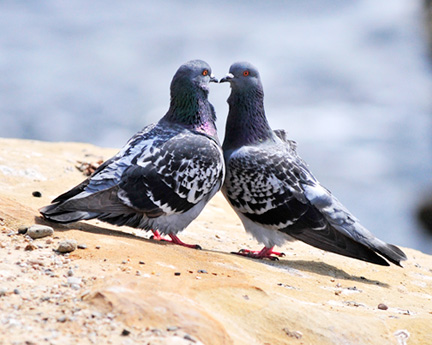 _DSC9270-pigeons-in-laguna-8x10-adjusted-with-layers1