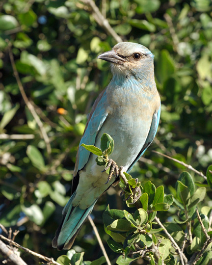 _DSC9471-european-roller-2