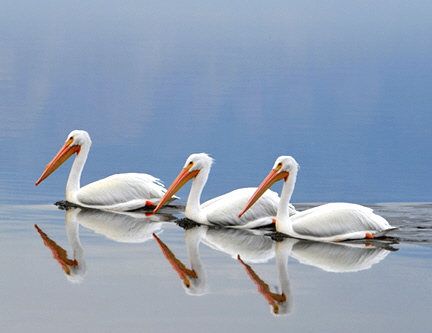 DSC_6830-v2-8511360 white pelicans1