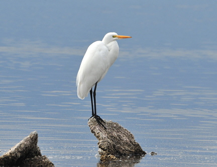 DSC_7008-8511360 great egret