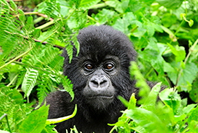 Gorillas-Day-2-(790)-v2-1216360