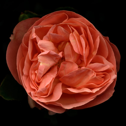 coral-rose-4