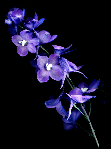 delphinium-2525300-copy-adjusted-with-layers