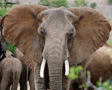 elephants-2