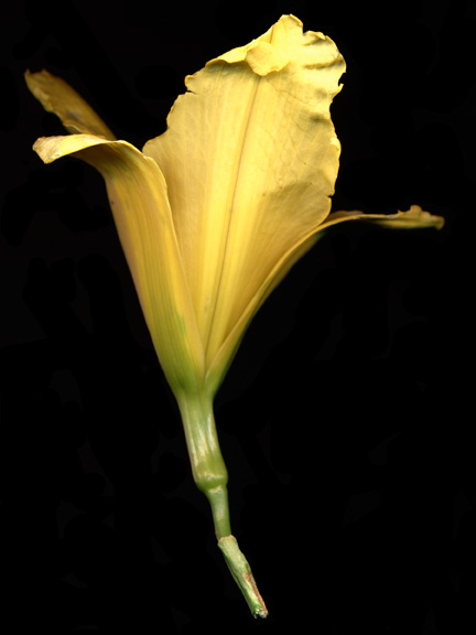 flower-scan-3