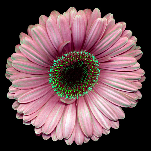 flower5-with-layers
