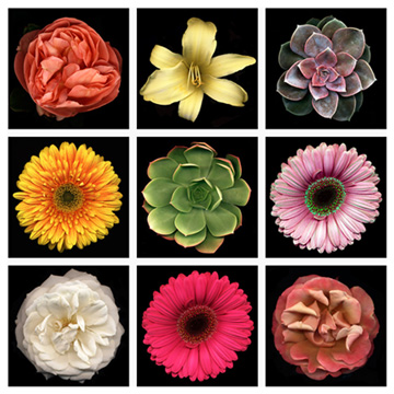 flowers-in-a-grid-1313363