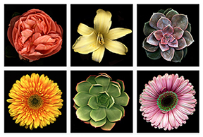 flowers-in-a-grid-1313366