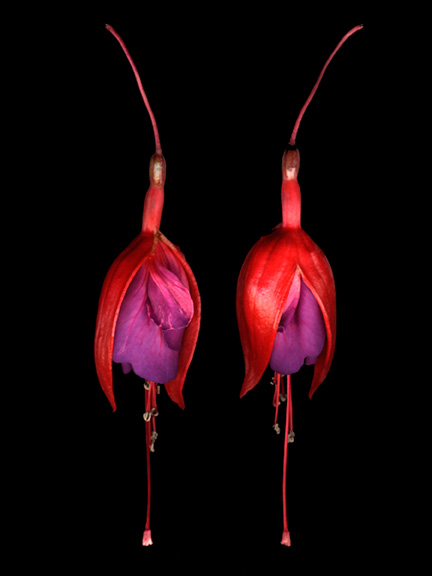 flowers-scanned-7872