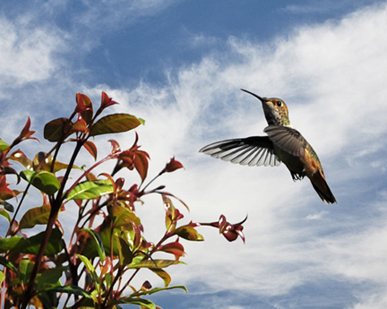 hummingbird-sky