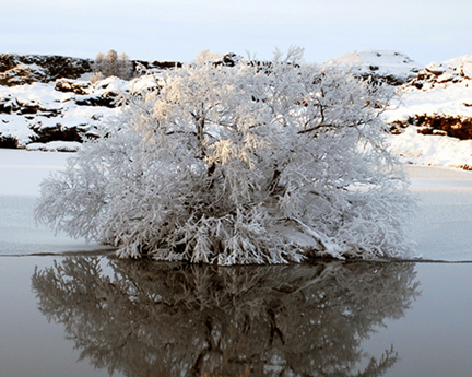 iceland-tree-2