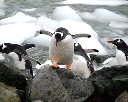 penguins-getting-out-of-wat