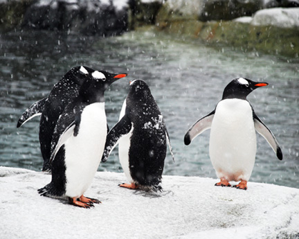 penguins-in-snow-adjusted-with-layers-8x102