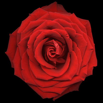 red-rose-2-1212300-cleaned-up-PLAY-FILE-v2