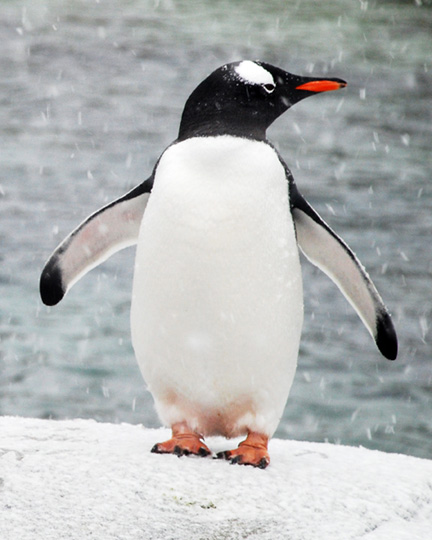 single-penguin-in-snow-adjusted-with-layers-8x101
