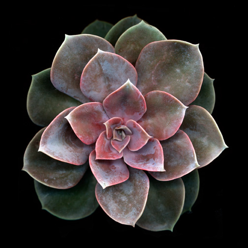 succulent-2-adjusted-with-layers]