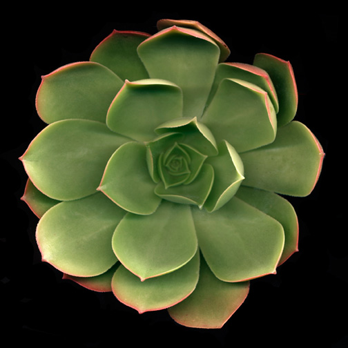 succulent-pink-edged-3-77100