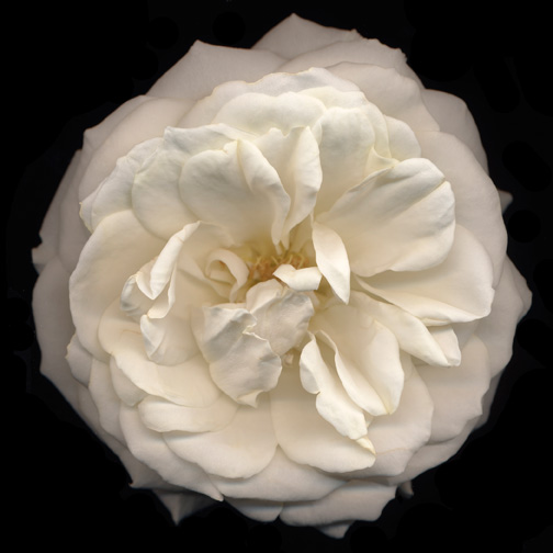 two-flowers-white-flower-opened-77300