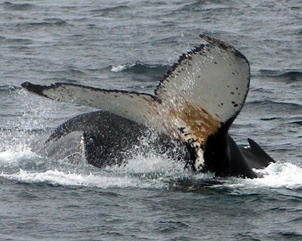 whale-photo-antarctica-marc