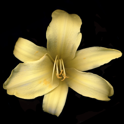 yellow-flower-2-v2-adjusted-with-layers