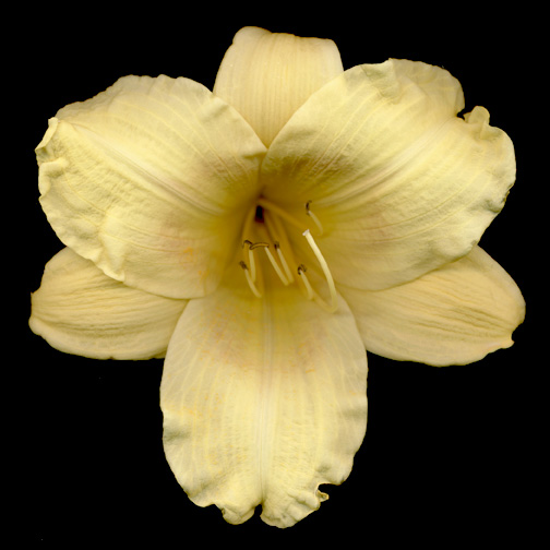 yellow-flower-adjusted1